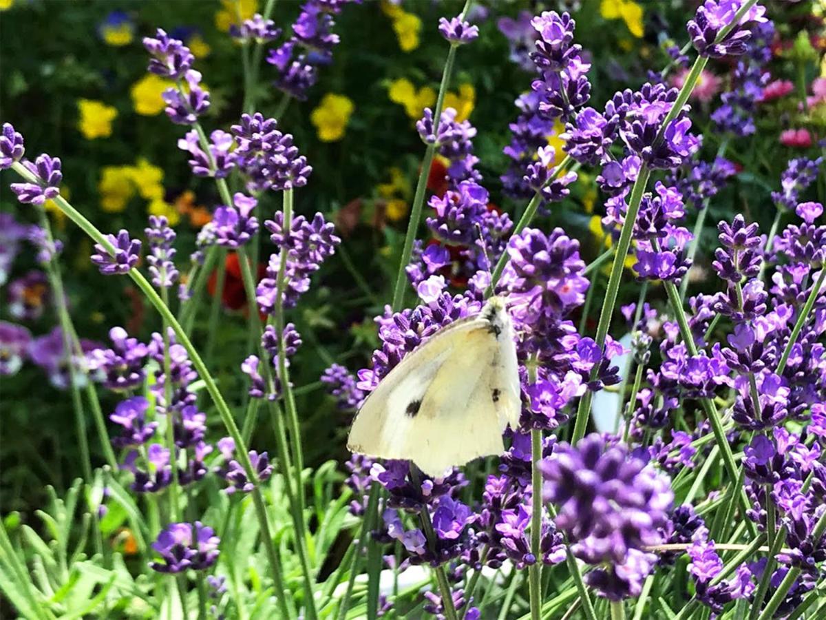 Yufuin Flora House Bed and Breakfast Εξωτερικό φωτογραφία